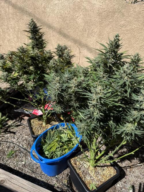 Bruce Banner 4yr old seeds. Week 11