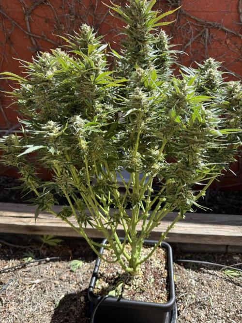 Bruce Banner 4yr old seeds. Week 11