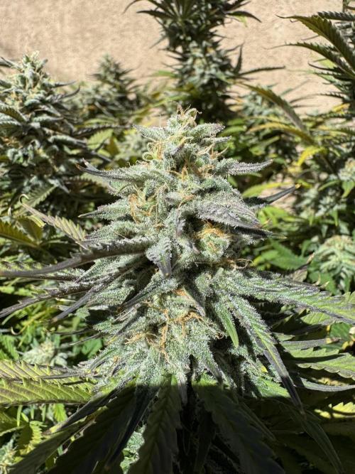 Bruce Banner 4yr old seeds. Week 11