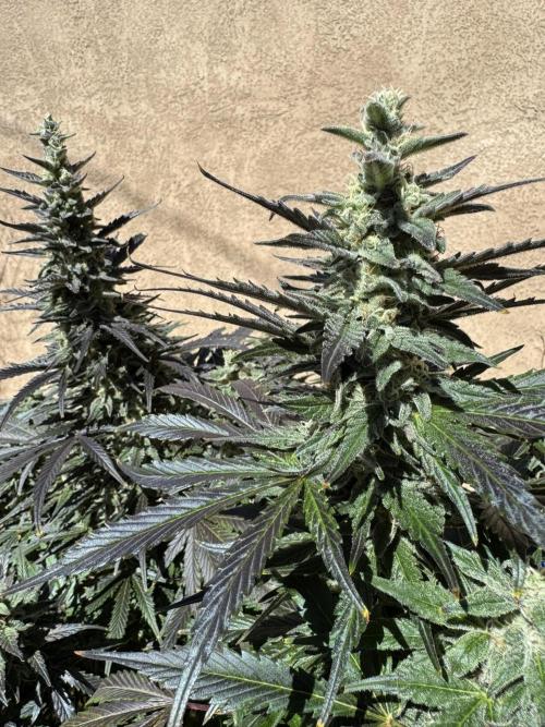 Bruce Banner 4yr old seeds. Week 11