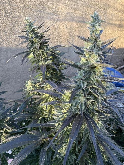 Bruce Banner 4yr old seeds. Week 11