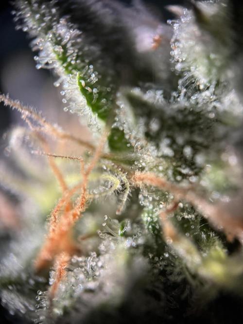 Bruce Banner 4yr old seeds. Week 11