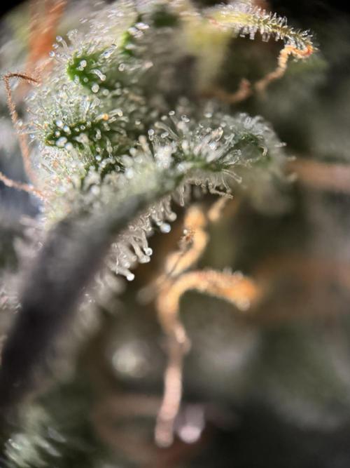 Bruce Banner Autoflower. Week 11