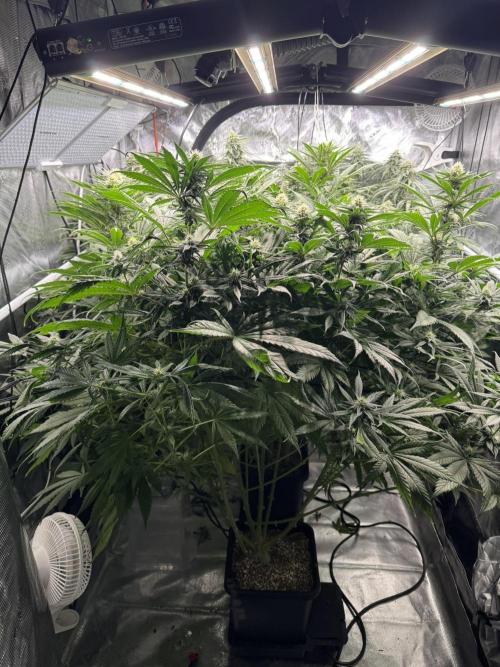 Maui Wowie. Week 11