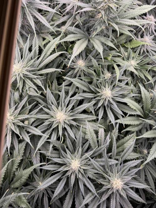 Maui Wowie. Week 11