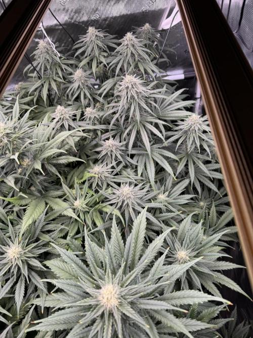 Maui Wowie. Week 11