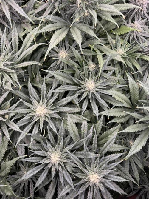 Maui Wowie. Week 11