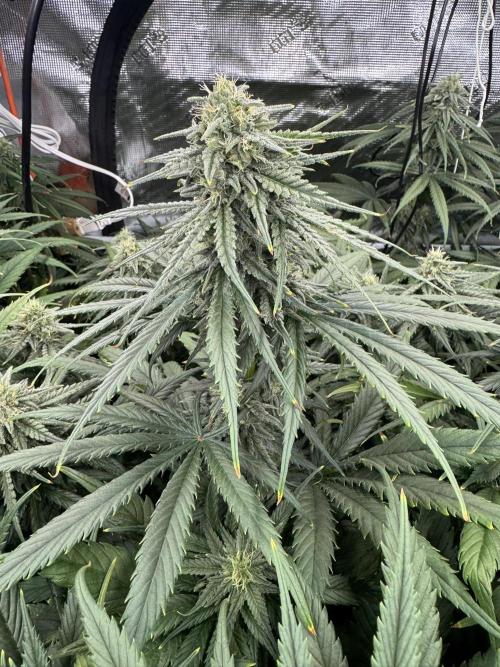 Maui Wowie. Week 11