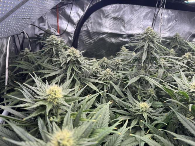 Maui Wowie. Week 11