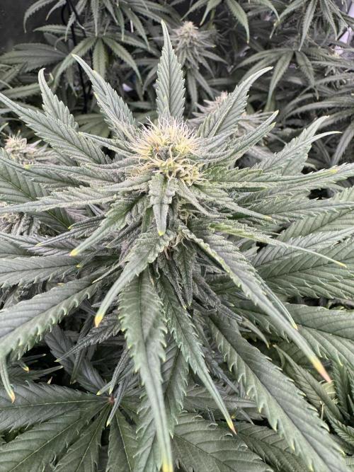 Maui Wowie. Week 11