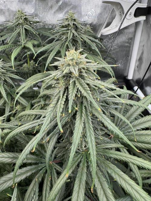 Maui Wowie. Week 11