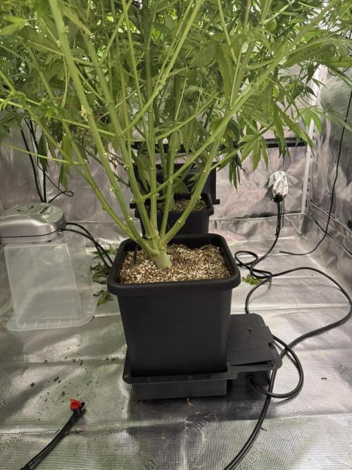 Maui Wowie. Week 11