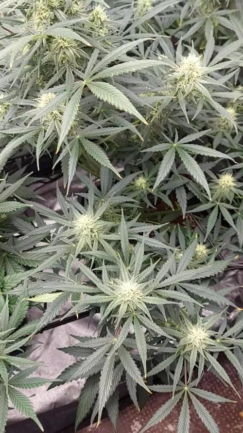 autoflower gorilla cookies fastbud