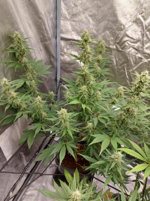 frost banger. Week 1 - frost banger