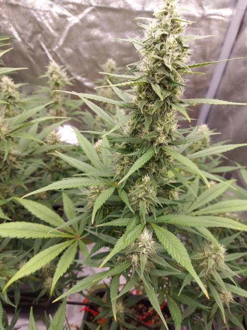 frost banger. Week 1 - 1 semaine floraison