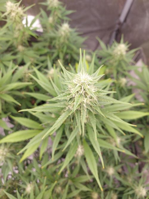 frost banger. Week 1 - vue d'en haut 