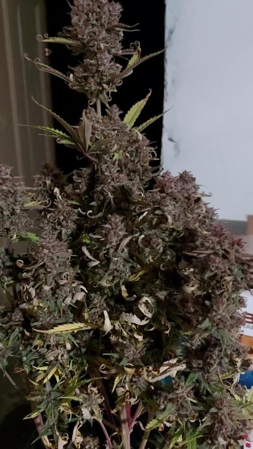 final papaya fast bud