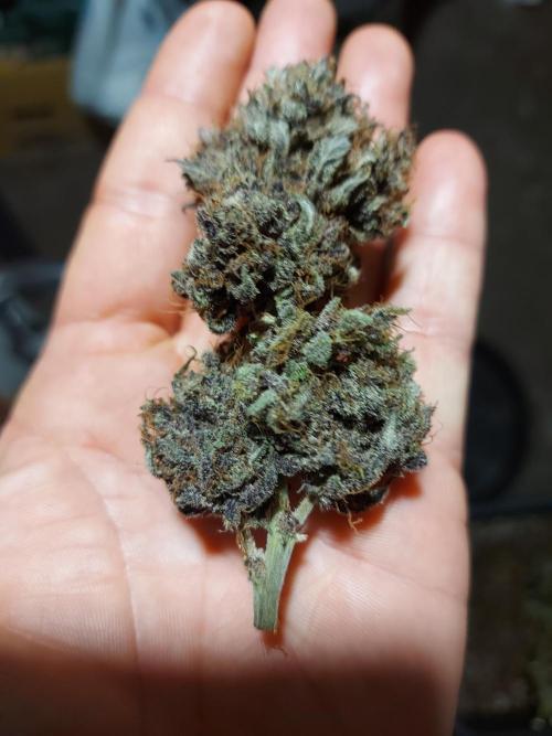 final papaya fast bud. Week 13 - très dense