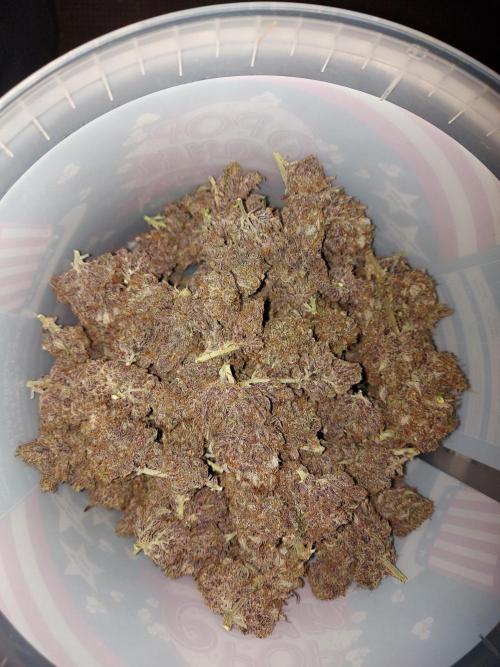 final papaya fast bud. Week 13 - belle couleurs et terpene 