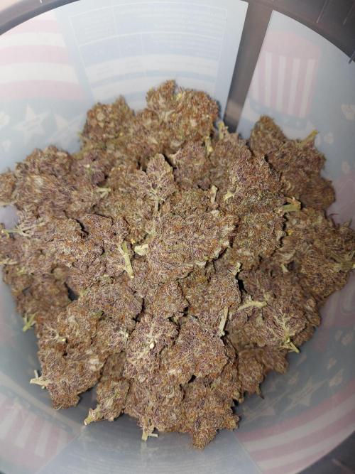 final papaya fast bud. Week 13