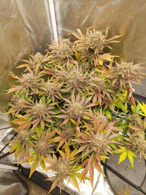 final papaya fast bud. Week 13 - dans la tente encore