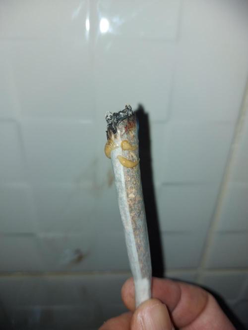 final papaya fast bud. Week 14 - happy new years 