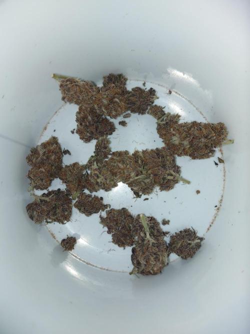 final papaya fast bud. Week 14 - papaya cookies fast bud 15 gr