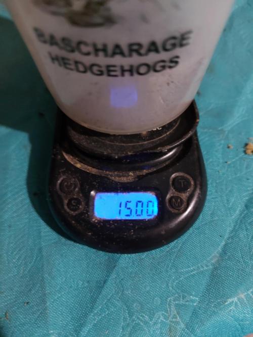 final papaya fast bud. Week 14