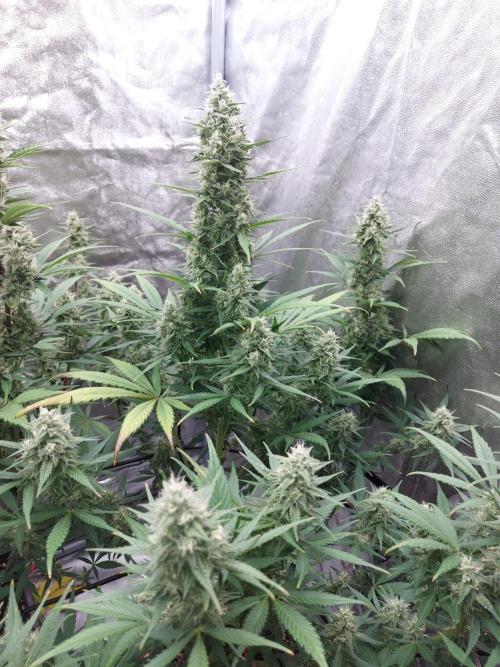 frost banger. Week 2