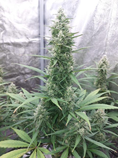 frost banger. Week 2