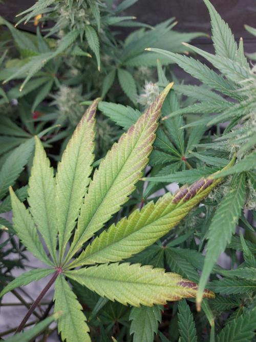 frost banger. Week 2