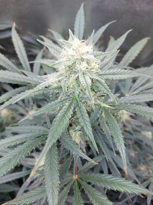 autoflower gorilla cookies fastbud. Week 2