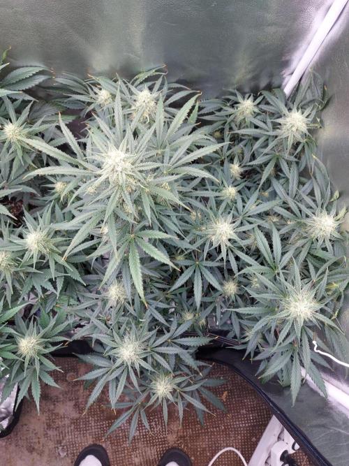 autoflower gorilla cookies fastbud. Week 2