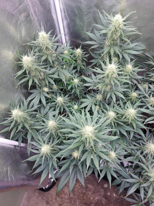 autoflower gorilla cookies fastbud. Week 2