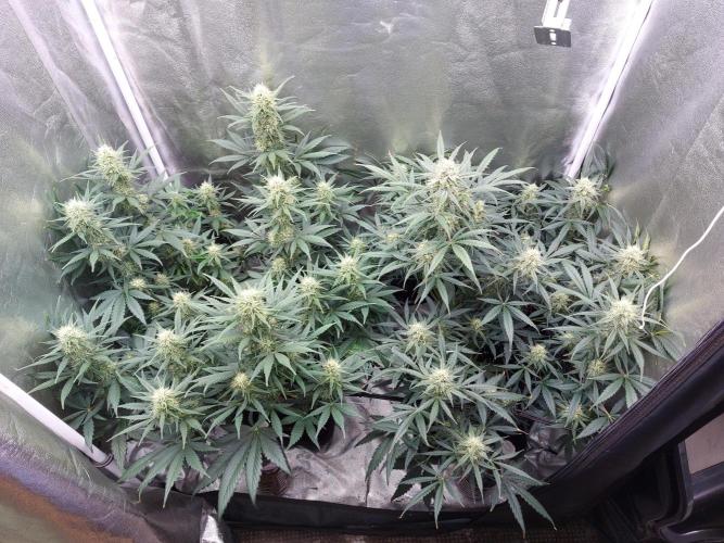 autoflower gorilla cookies fastbud. Week 2