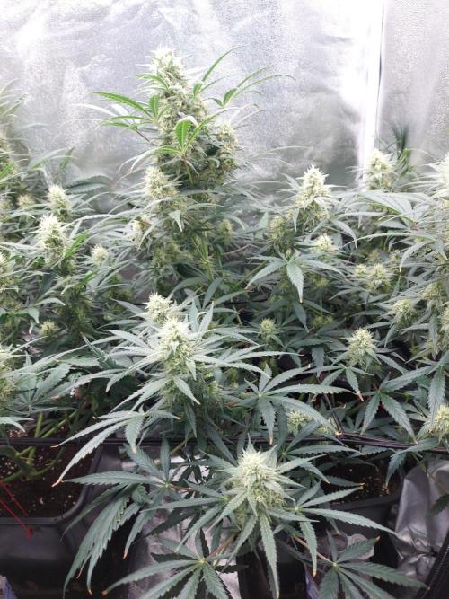 autoflower gorilla cookies fastbud. Week 2