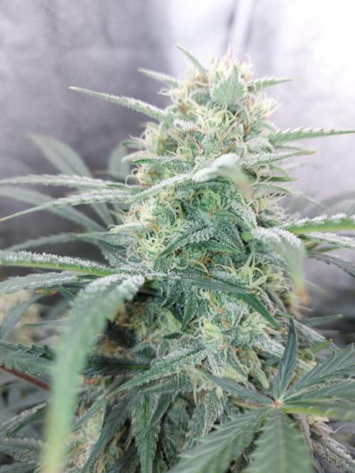 autoflower gorilla cookies fastbud. Week 2