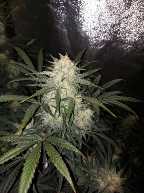 autoflower gorilla cookies fastbud. Week 2