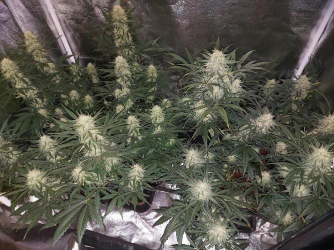 autoflower gorilla cookies fastbud. Week 2