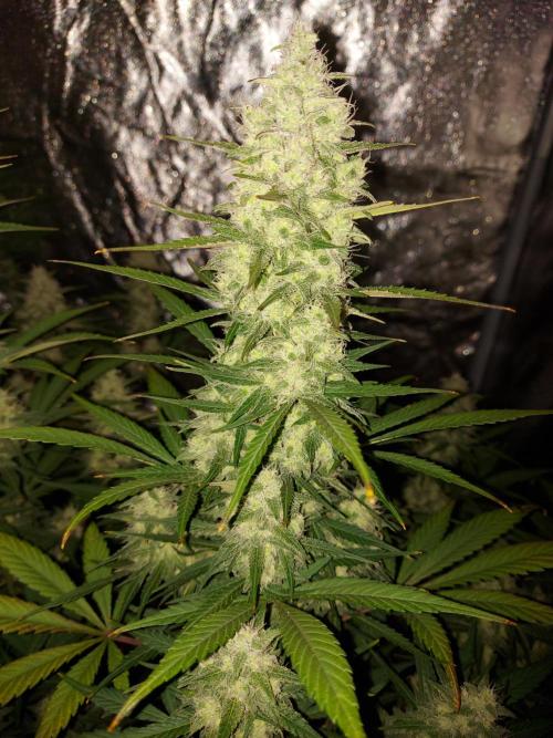 frost banger. Week 2