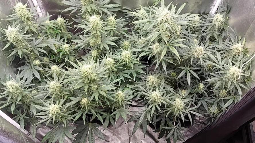 autoflower gorilla cookies fastbud