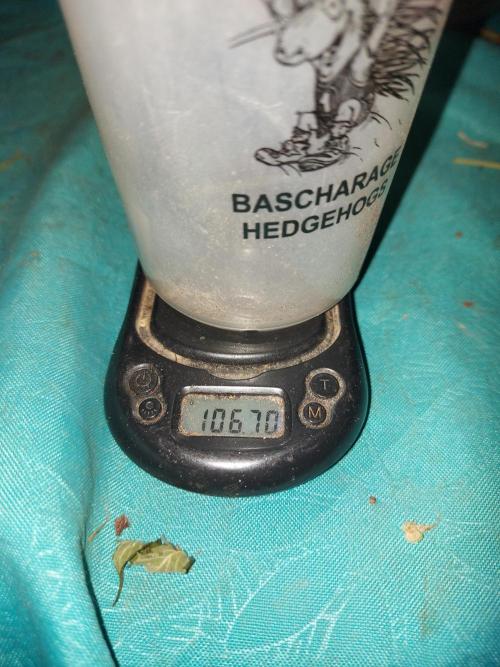 final papaya fast bud. Week 12