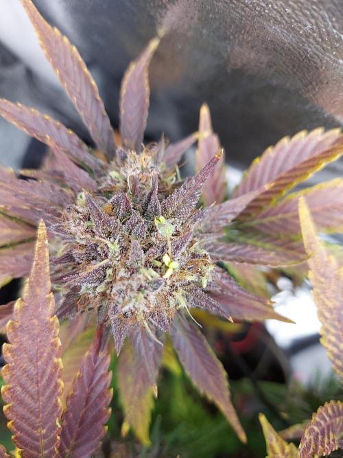 final papaya fast bud. Week 12