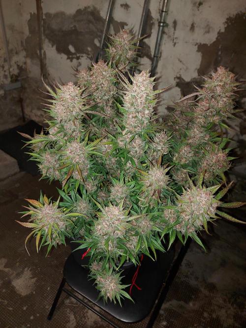 final papaya fast bud. Week 12