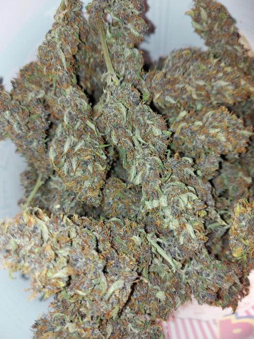 final papaya fast bud. Week 12