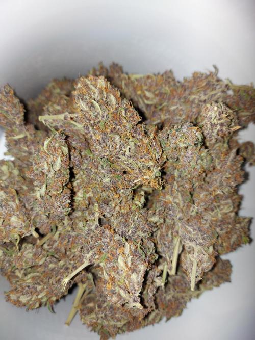 final papaya fast bud. Week 12