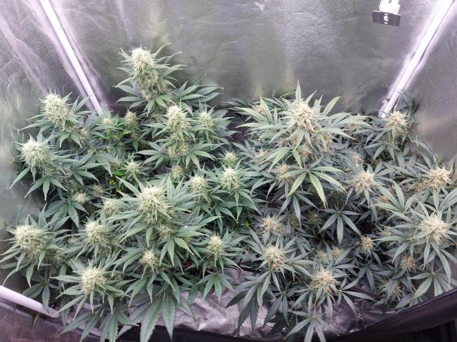 autoflower gorilla cookies fastbud. Week 3