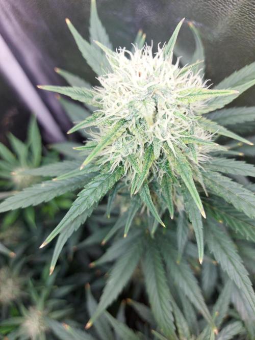 autoflower gorilla cookies fastbud. Week 3