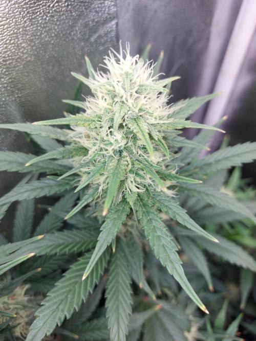 autoflower gorilla cookies fastbud. Week 3