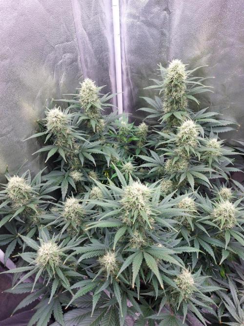 autoflower gorilla cookies fastbud. Week 3